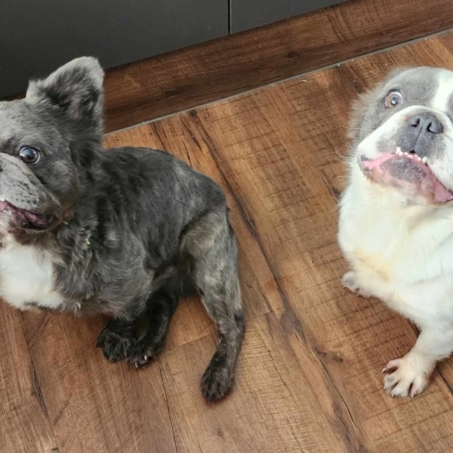 Photo of Winston And Murphy