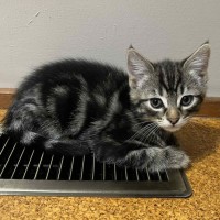 Photo of Finnigan ** 2nd Chance Cat Rescue**