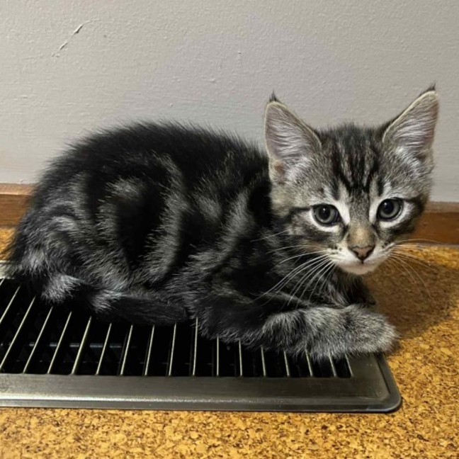 Photo of Finnigan ** 2nd Chance Cat Rescue**