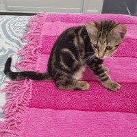 Photo of Fern