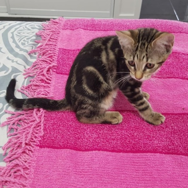 Photo of Fern