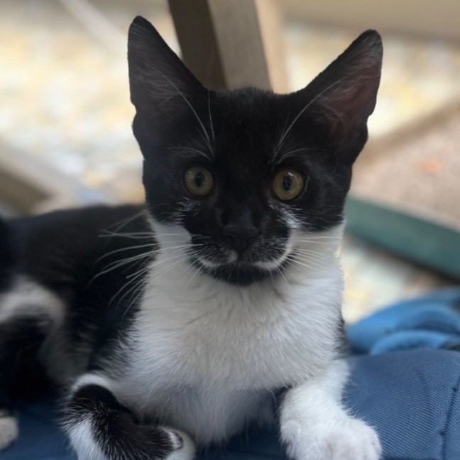 Photo of Oreo