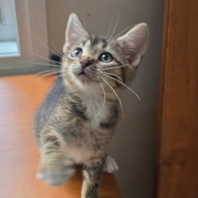 Photo of 💜 Maple 💜