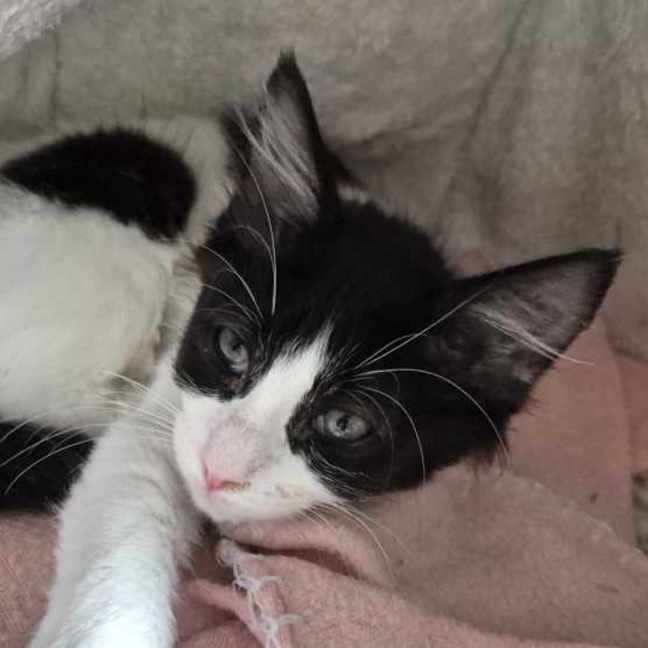 Photo of Mary Anne **2nd Chance Cat Rescue**