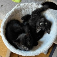 Photo of Ink **2nd Chance Cat Rescue**