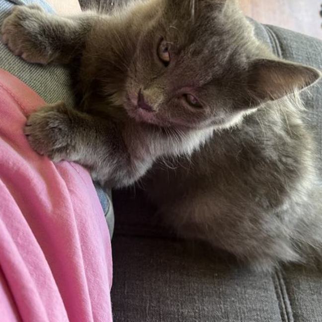 Photo of Nash **2nd Chance Cat Rescue**