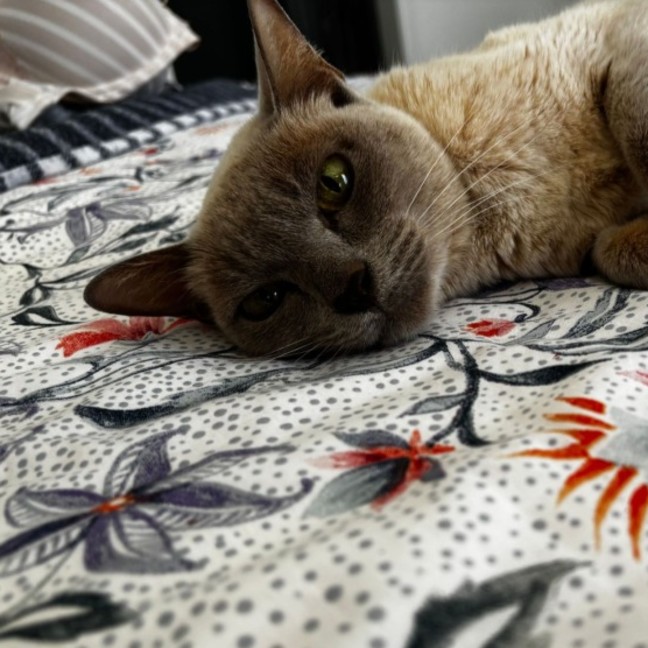 Photo of Bb **2nd Chance Cat Rescue**