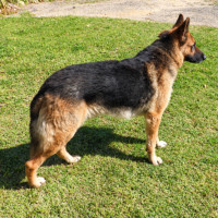 Photo of Zorro