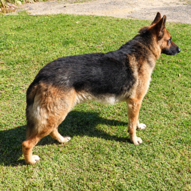 Photo of Zorro