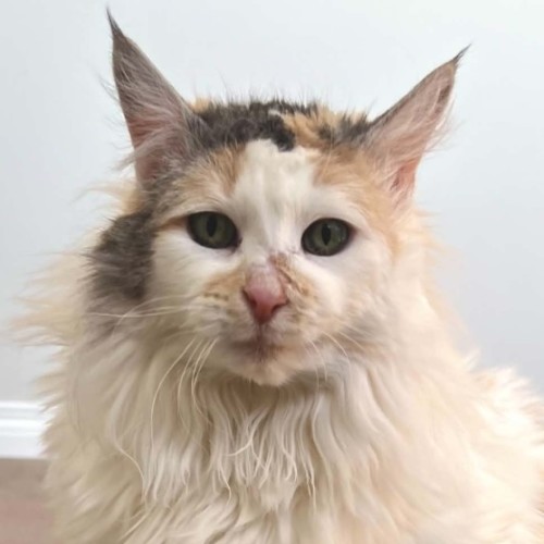 Whisper - Domestic Medium Hair (DMH) Cat