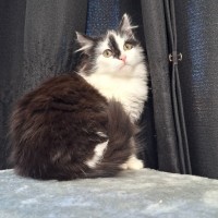 Photo of Panda