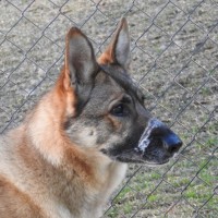 Photo of Trigger
