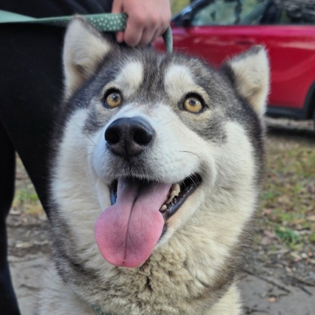 Photo of Nova