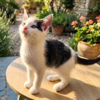 Photo of Oreo