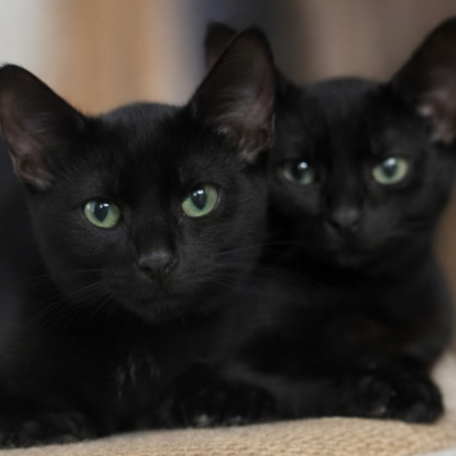 Photo of Orion And Onyx 