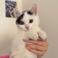 Photo of Smudge