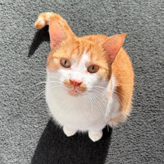 Photo of Pumpkin