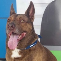 Photo of Yogi