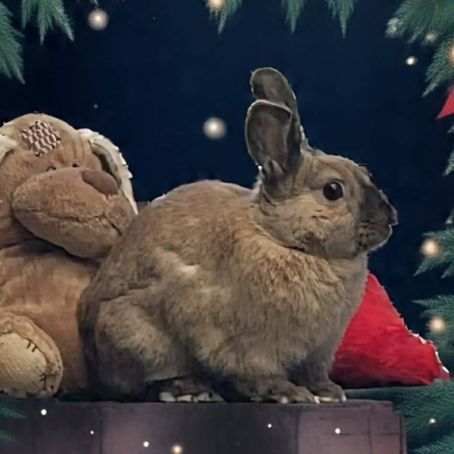 Photo of Dusty