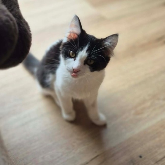 Photo of Piper