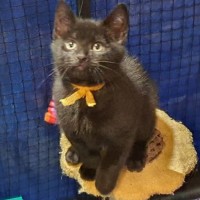 Photo of Bartlett ** 2nd Chance Rescue **