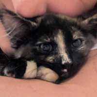 Photo of Bluebell