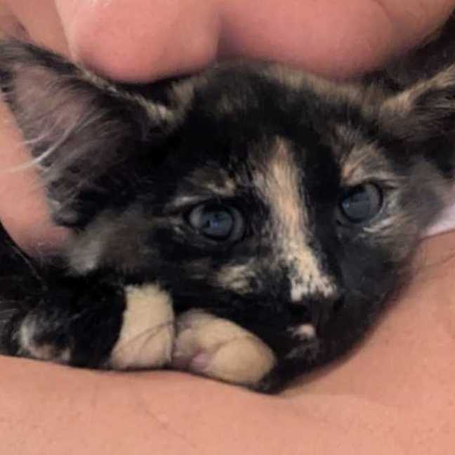 Photo of Bluebell