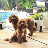 Photo of Humphrey & Heidi 