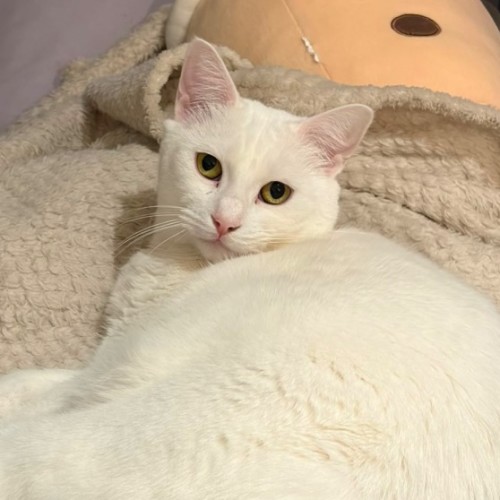 Winter - Domestic Short Hair (DSH) Cat