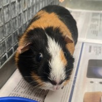 Photo of Tilly
