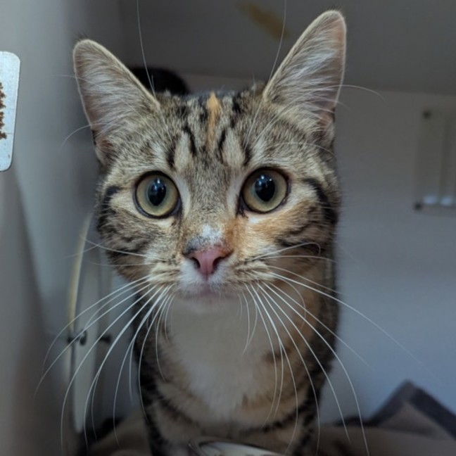 Photo of Lovey