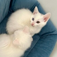 Photo of 💜Greyson 💜