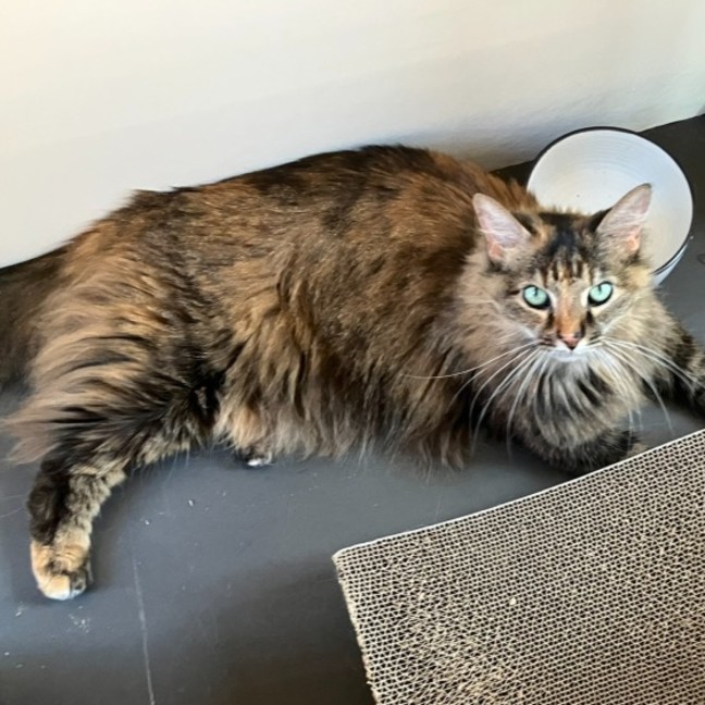 Photo of Shadow