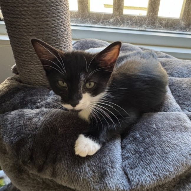 Photo of Indie