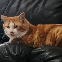 Photo of Mo Mo