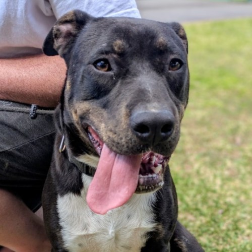 Bilbo - Mixed breed Dog