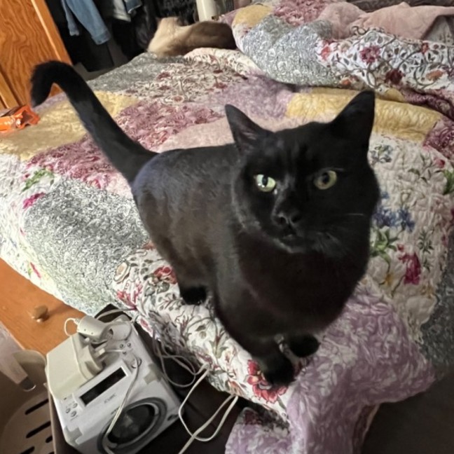 Photo of Slinky Malinki