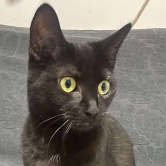 Photo of Ebony