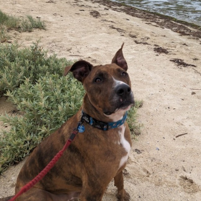 Photo of Tobi