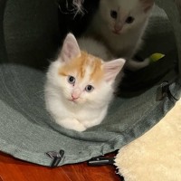 Photo of 🧡 Huxley 🧡