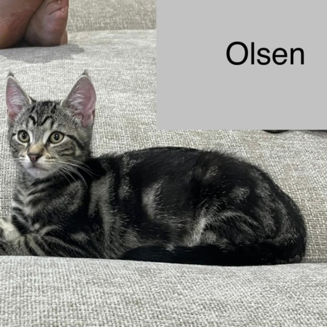 Photo of Olsen