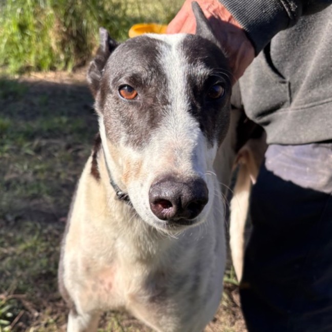 Photo of Bandit