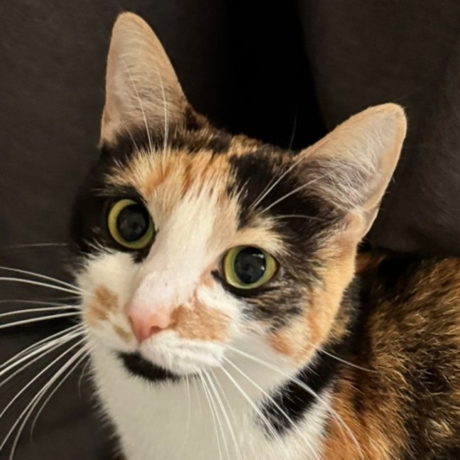 Photo of Chai
