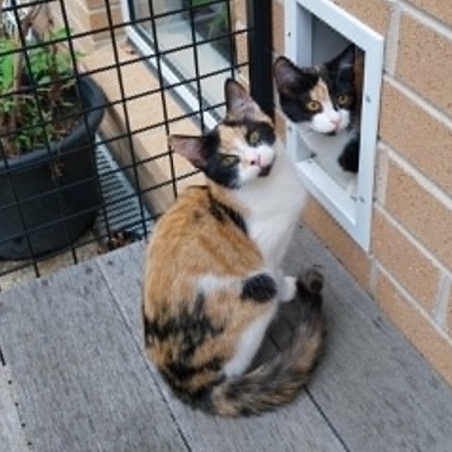 Photo of Alice *9 Lives Project Rescue*