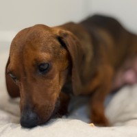 Photo of Marley