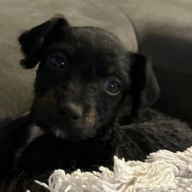 Photo of Millie ❤️🌞