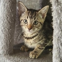 Photo of Phoebe