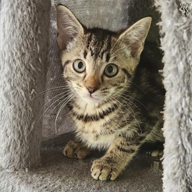 Photo of Phoebe