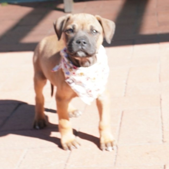 Photo of Gidget