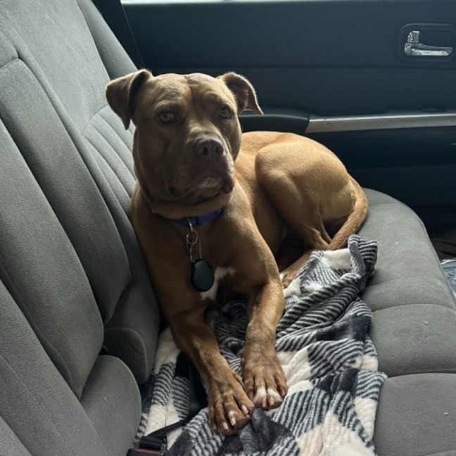 Photo of Maple